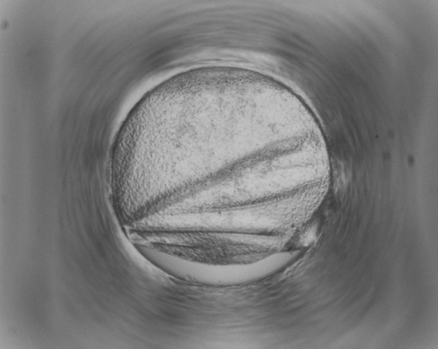 X0000066531531200604071604