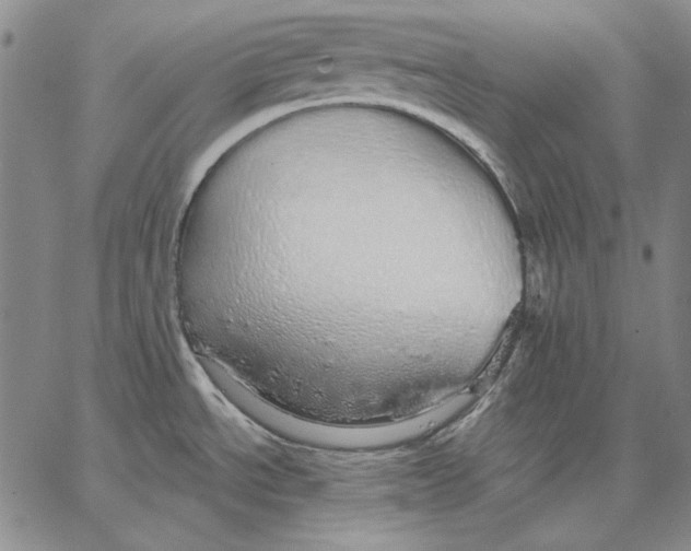 X0000066531534200604071604