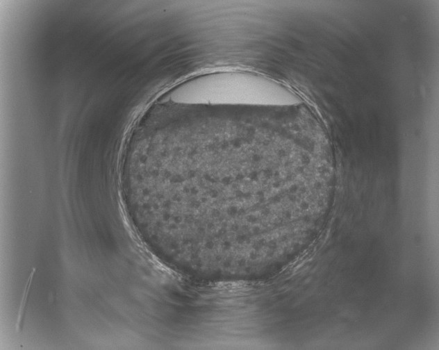 X0000066530145200604141848