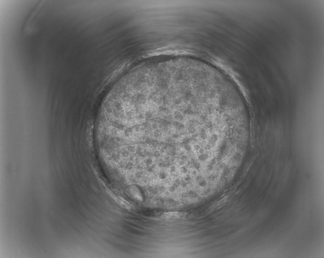 X0000066530153200604141848