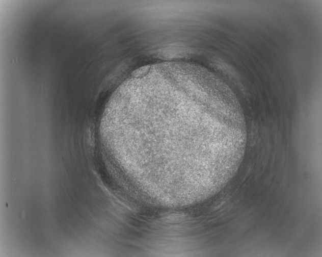 X0000066530210200604141848