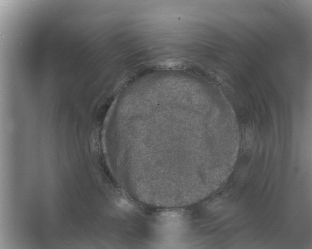 X0000066530236200604141848