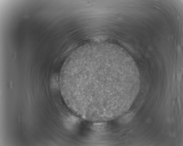 X0000066530240200604141848