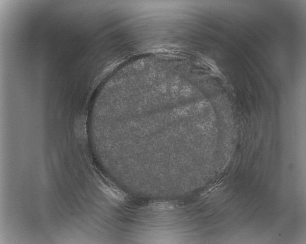 X0000066530299200604141847