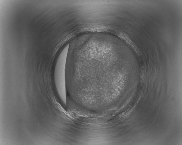 X0000066530585200604141842