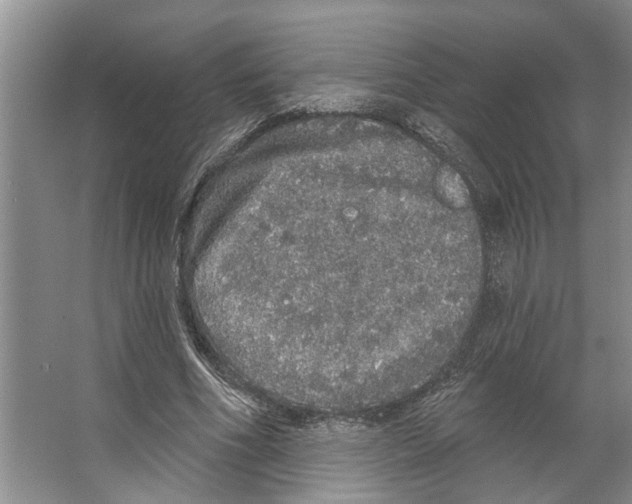 X0000066530586200604141842