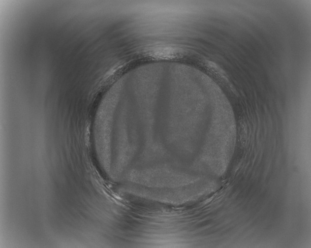 X0000066530596200604141842