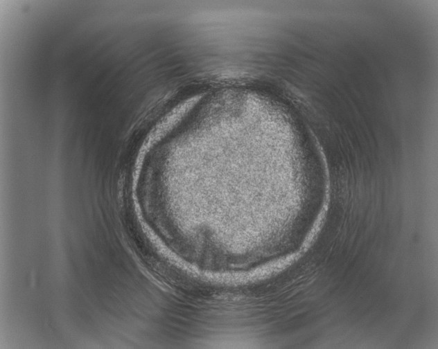 X0000066530742200604141839