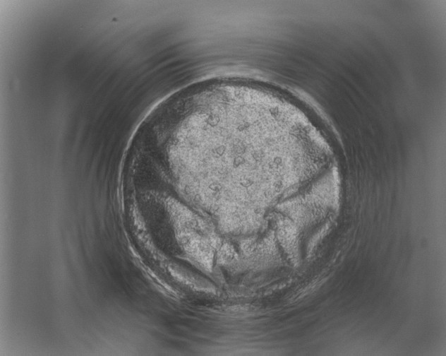 X0000066530791200604141838