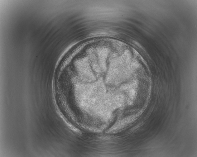 X0000066530796200604141838