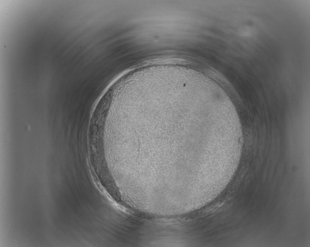 X0000066530852200604141838