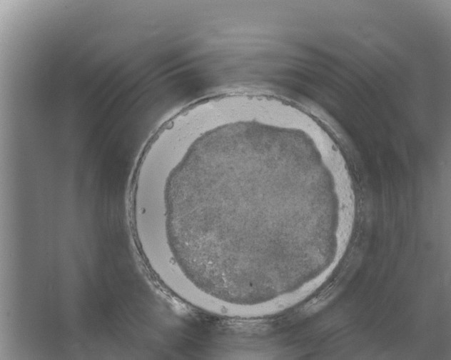 X0000066530856200604141838