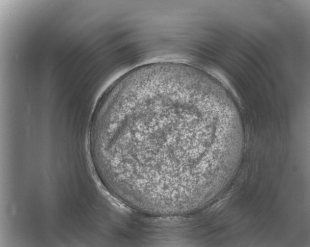 X0000066530952200604141836