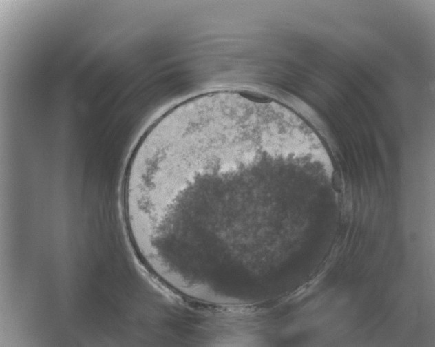 X0000066530958200604141836