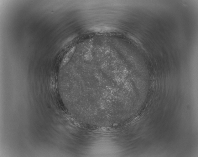 X0000066530966200604141835