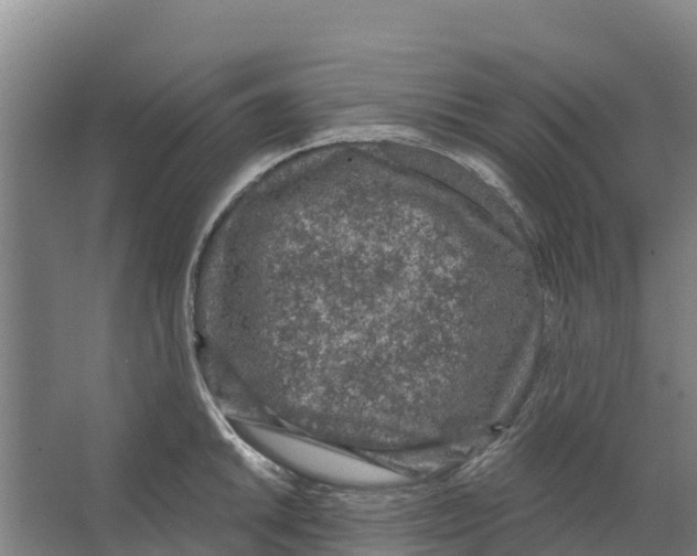 X0000066531046200604141834