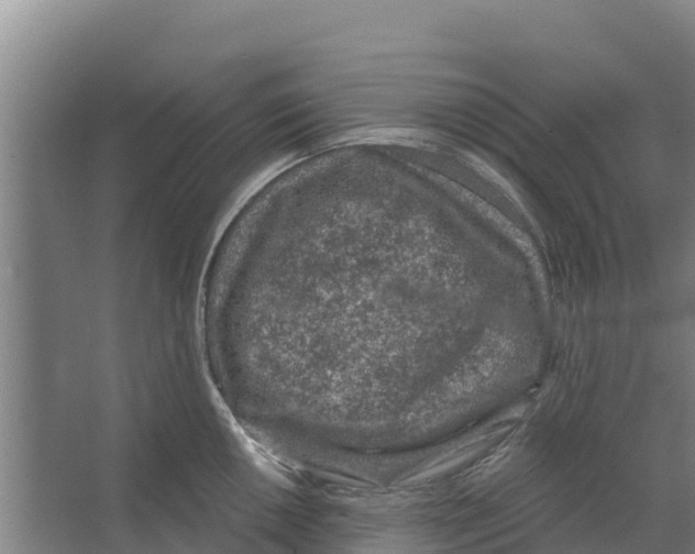 X0000066531050200604141835