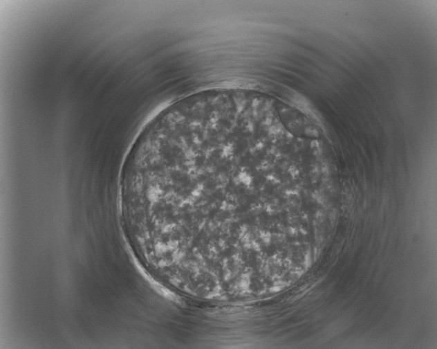 X0000066531095200604141833