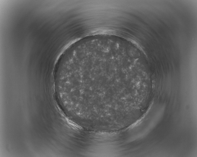 X0000066531117200604141832