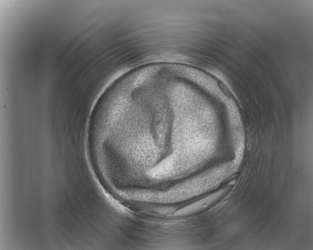 X0000066531139200604141833