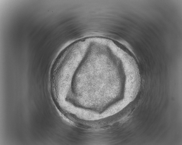 X0000066531143200604141833