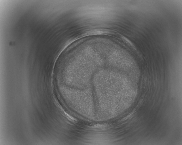 X0000066531178200604141832