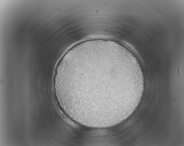 X0000066531236200604141831