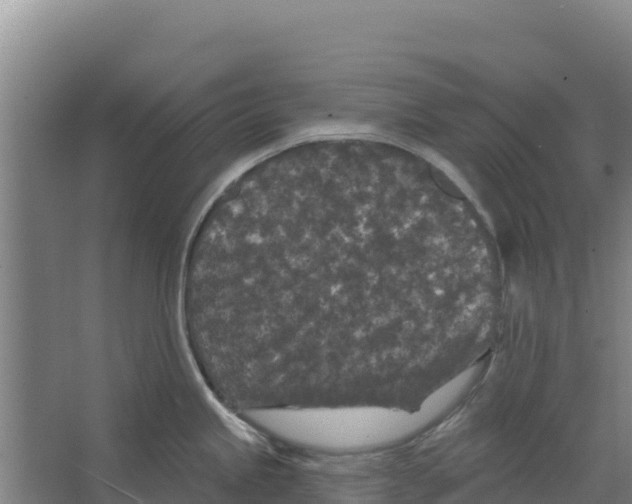 X0000066531245200604141831