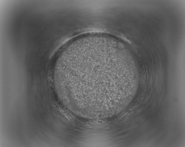 X0000066531255200604141831