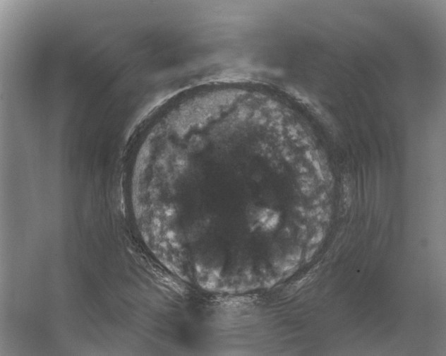 X0000066531262200604141830