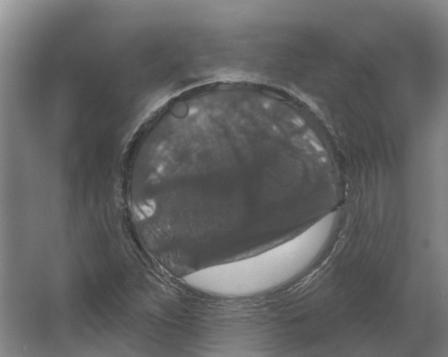 X0000066531263200604141830