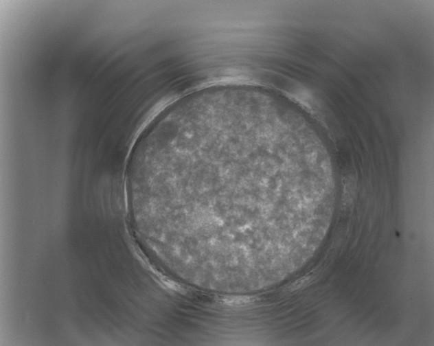 X0000066531274200604141830