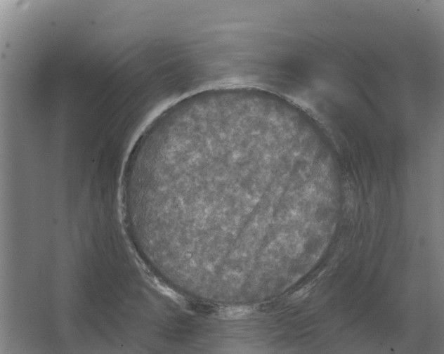 X0000066531278200604141830