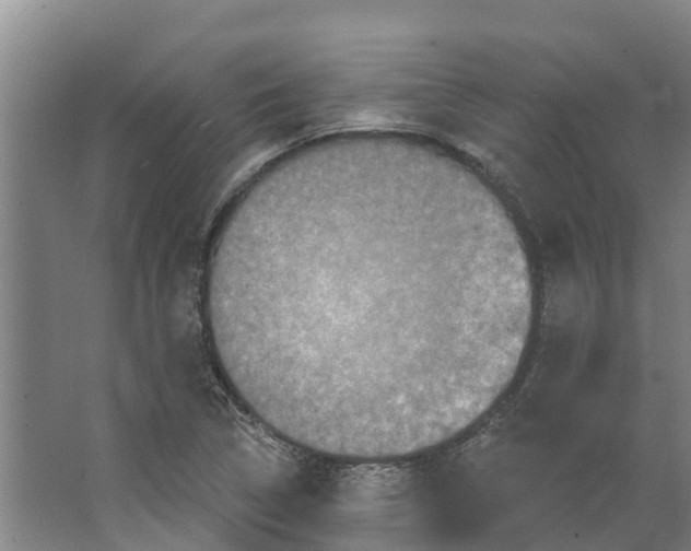 X0000066531314200604141829