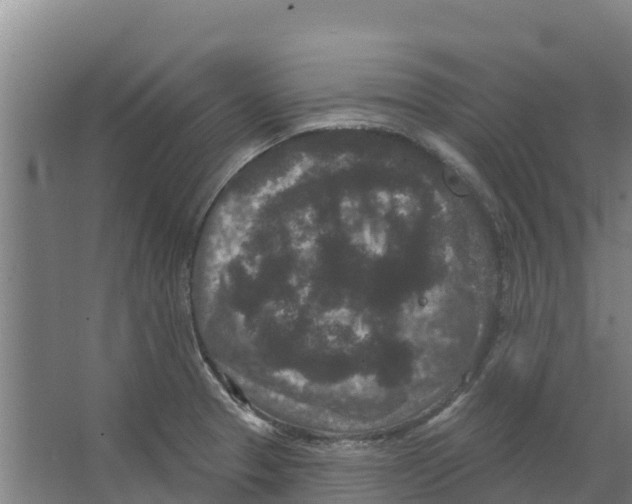 X0000066531329200604141830