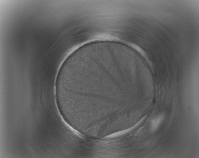 X0000066531335200604141830