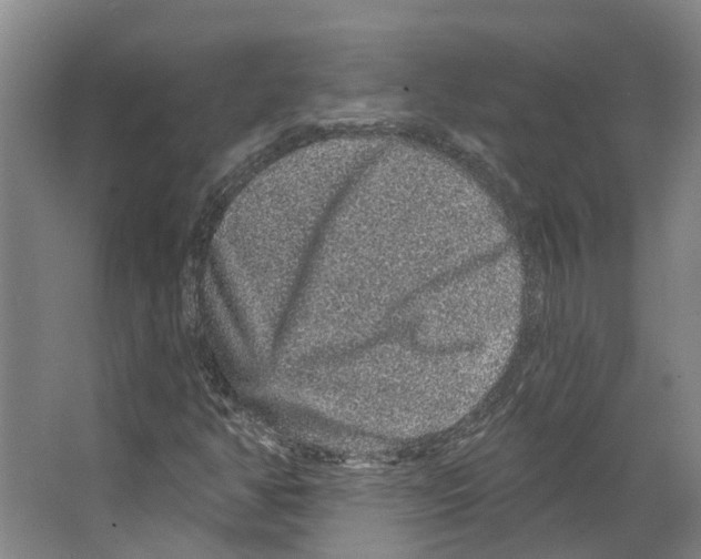 X0000066531350200604141829