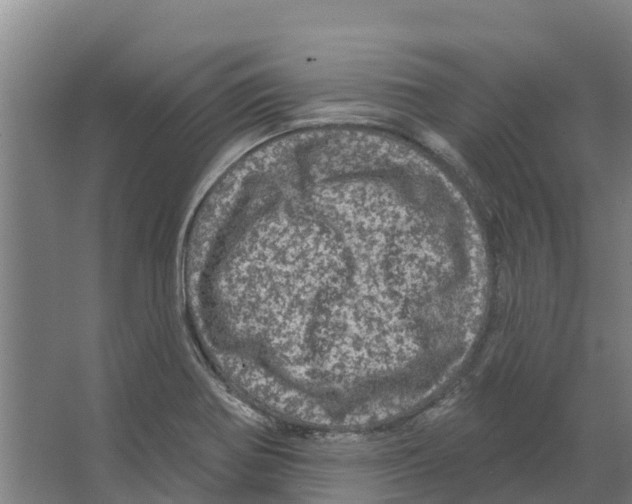 X0000066531370200604141829