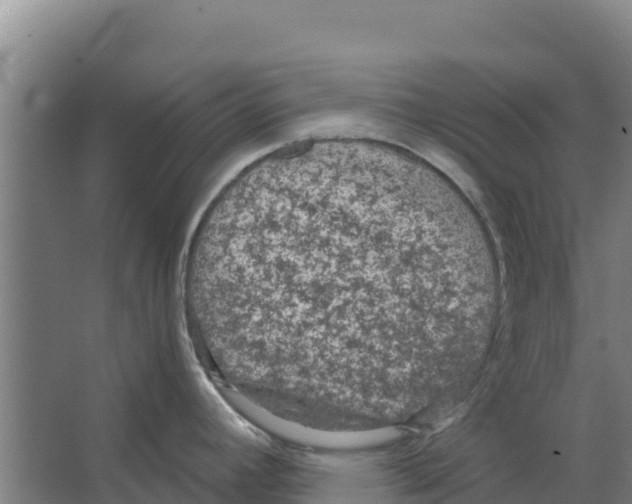 X0000066531392200604141828