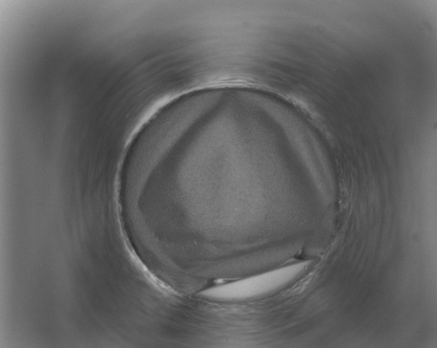 X0000066531422200604141828