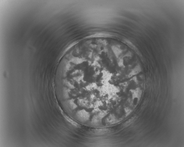 X0000066531425200604141828