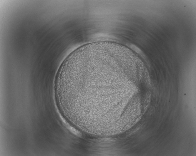 X0000066531431200604141828