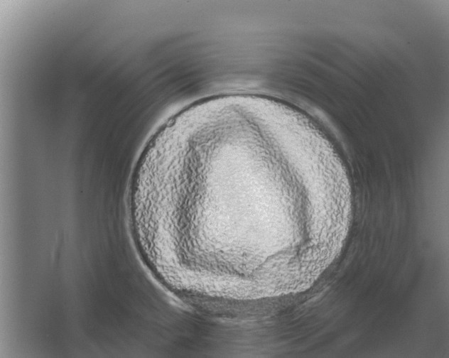 X0000066531432200604141828