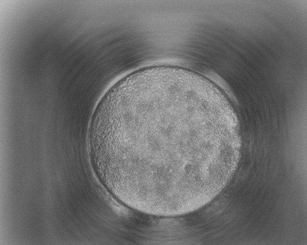 X0000066531436200604141828