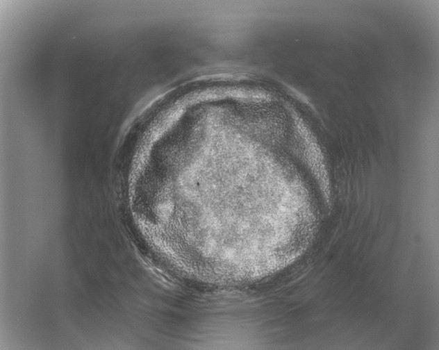 X0000066531448200604141827