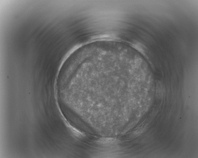 X0000066531474200604141827