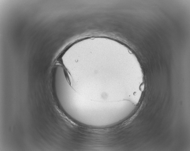 X0000066531502200604141826