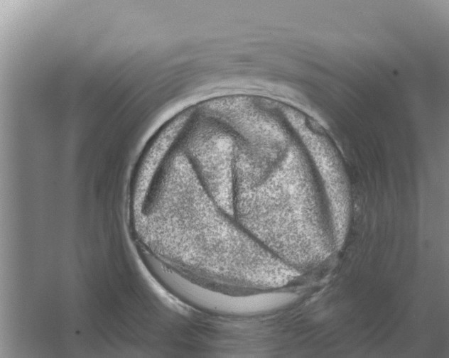 X0000066531523200604141826