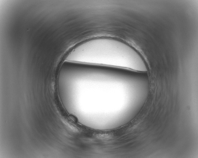 X0000066540063200603171106