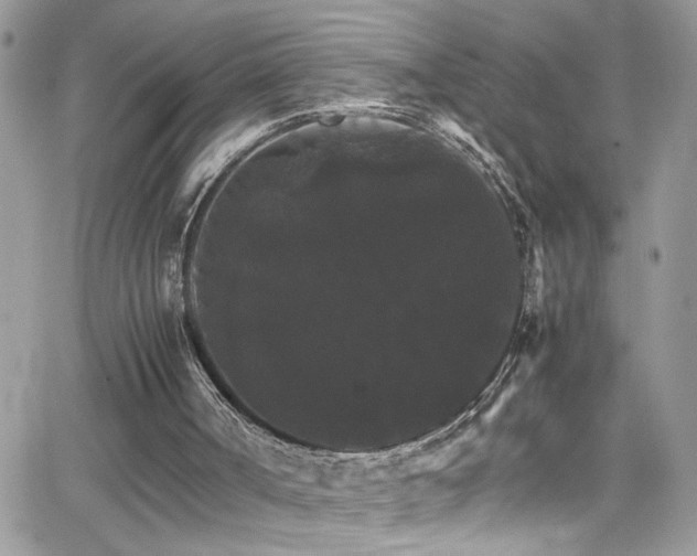 X0000066540002200603171252